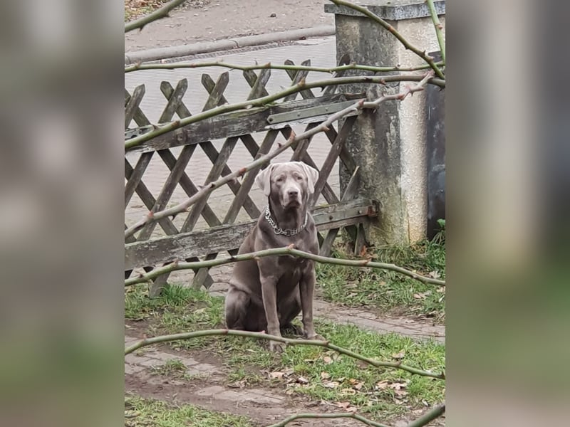 Deckrüde Harald von der PlauerSeelandschaft mit Ahnennachweis