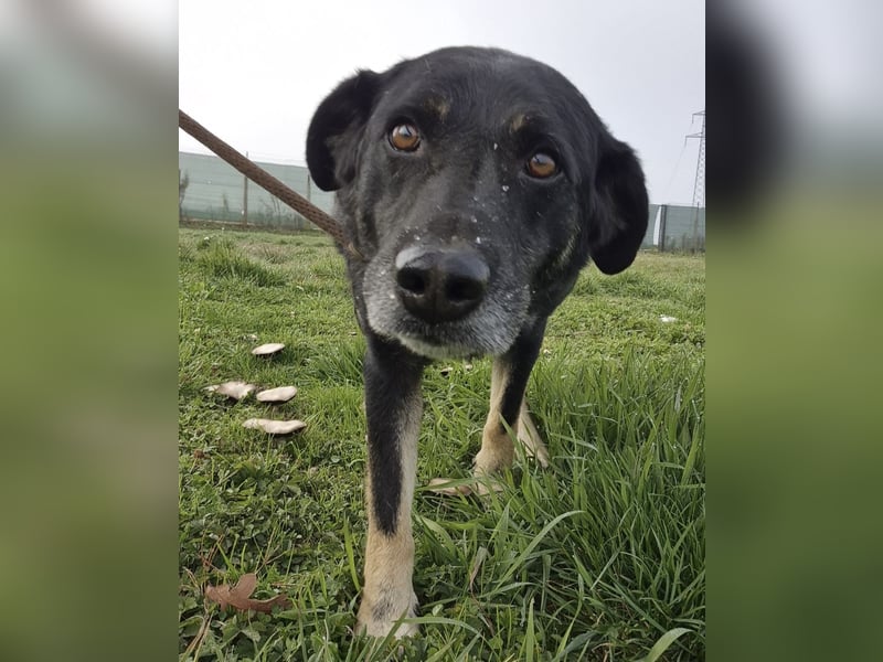 Medo ein absoluter Engel