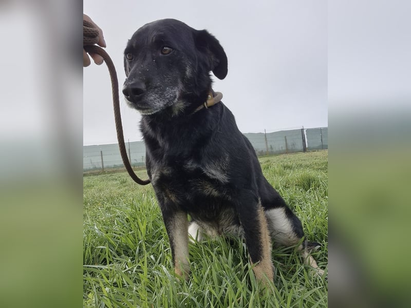 Medo ein absoluter Engel