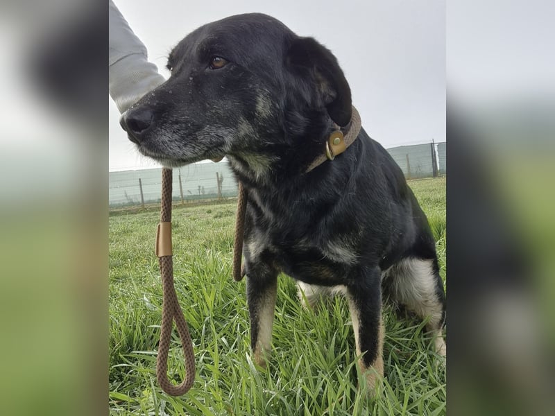 Medo ein absoluter Engel