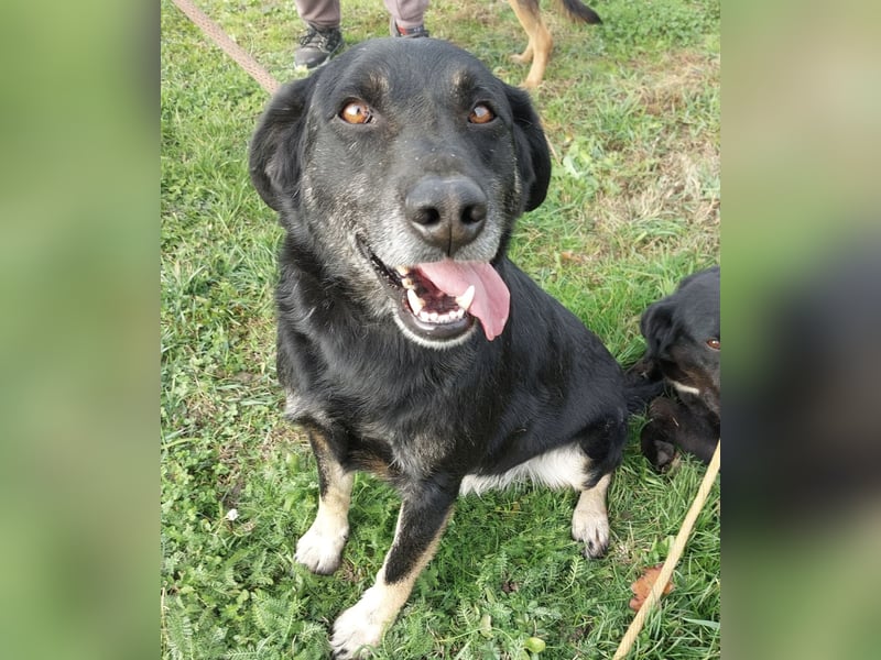 Medo ein absoluter Engel