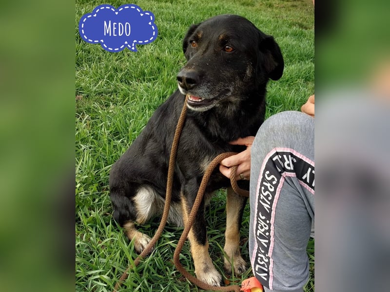 Medo ein absoluter Engel