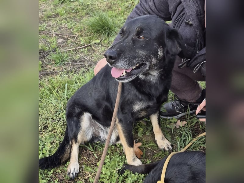 Medo ein absoluter Engel