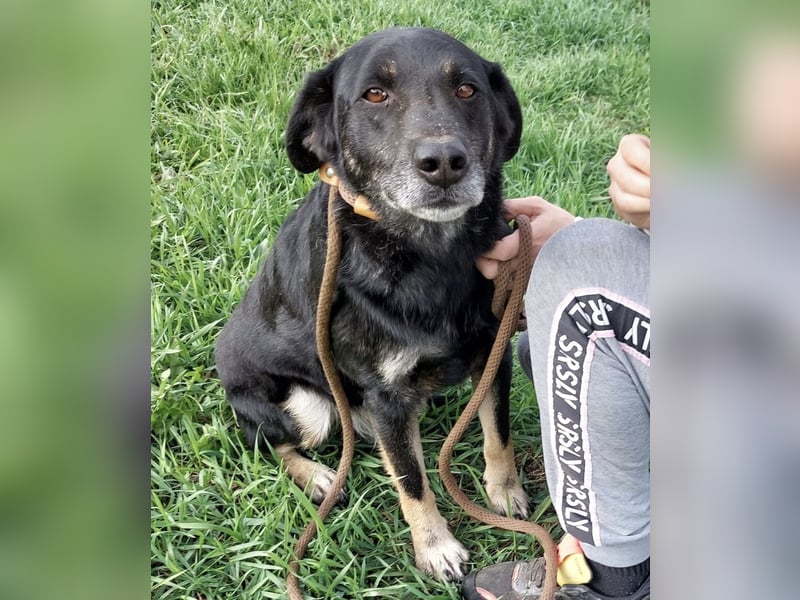 Medo ein absoluter Engel