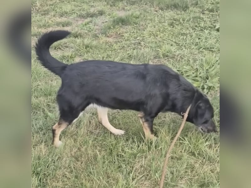 Medo ein absoluter Engel