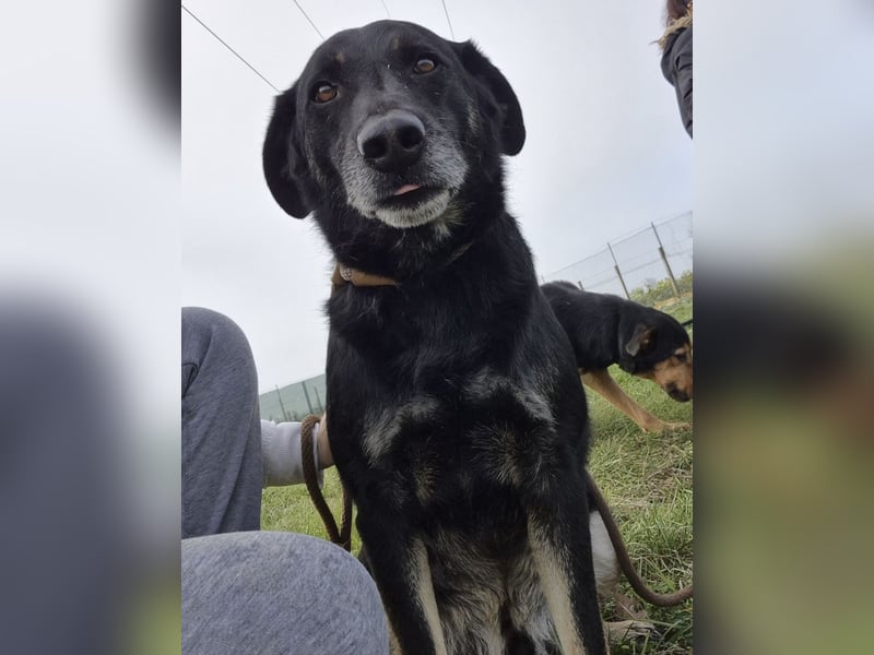 Medo ein absoluter Engel