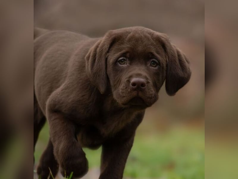 Labrador retriever Hündin – geimpft, entwurmt, gechipt, mit EU-Heimtierausweis