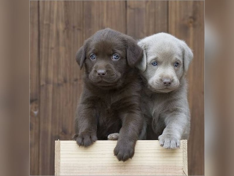 Labrador Retriever Hündin – geimpft, entwurmt, gechipt, mit EU-Heimtierausweis