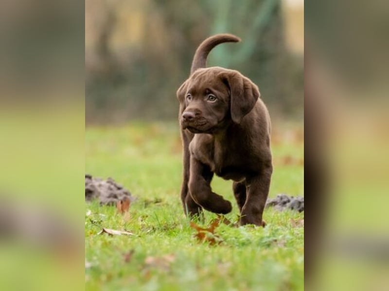 Labrador retriever Hündin – geimpft, entwurmt, gechipt, mit EU-Heimtierausweis