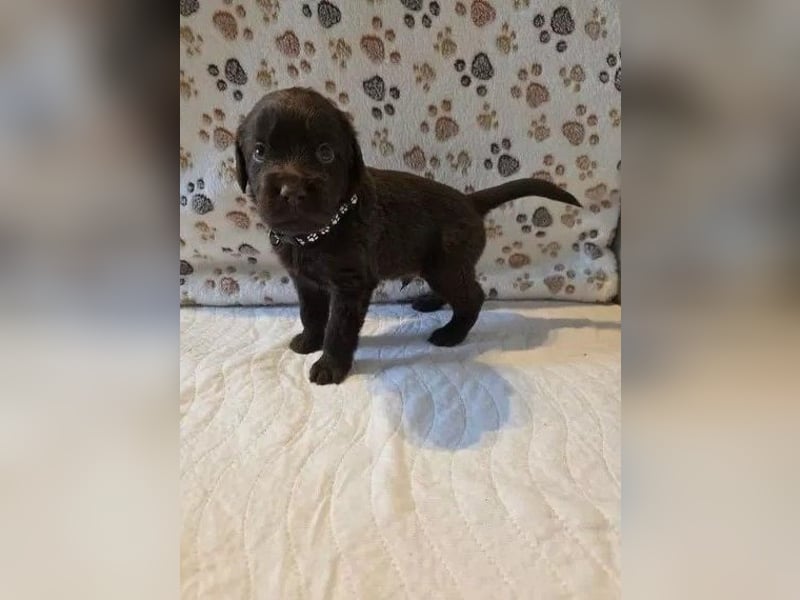 Labrador Retriever Hündin – geimpft, entwurmt, gechipt, mit EU-Heimtierausweis