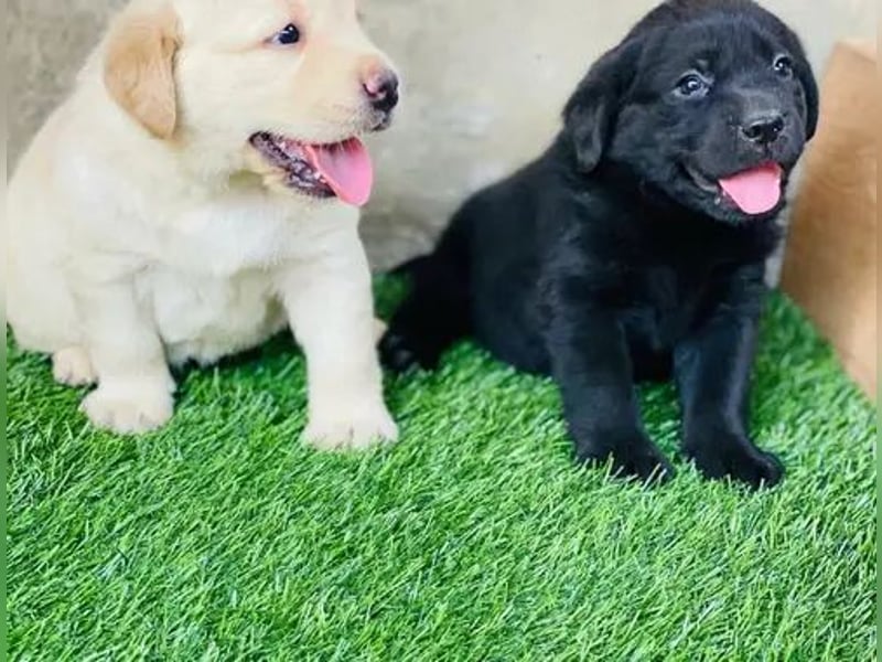 Labrador retriever Hündin – geimpft, entwurmt, gechipt, mit EU-Heimtierausweis Labrador retriever Hündin – geimpft, entwurmt, gechipt, mit EU-Heimtierausweis