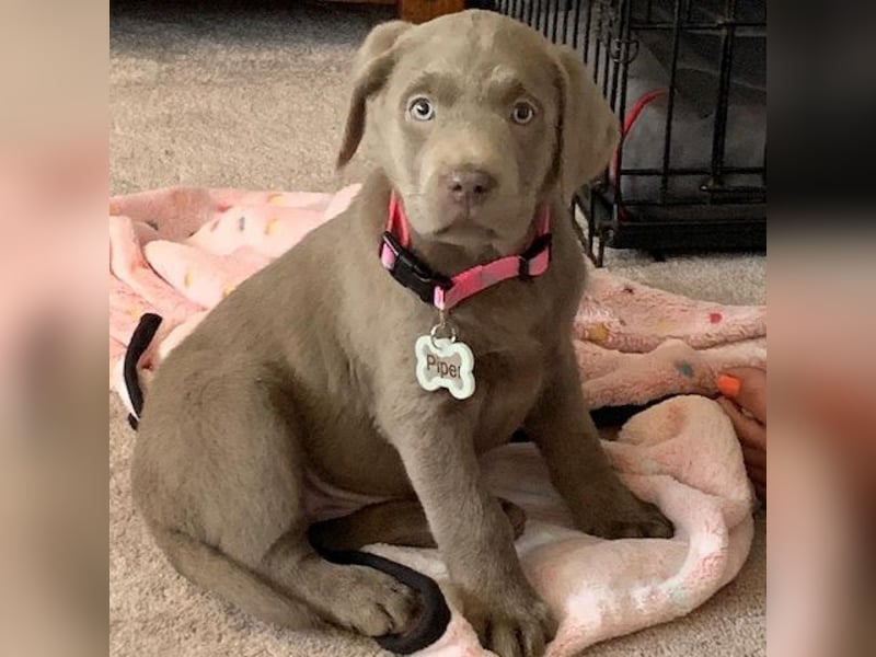 Labrador retriever Hündin – geimpft, entwurmt, gechipt, mit EU-Heimtierausweis Labrador retriever Hündin – geimpft, entwurmt, gechipt, mit EU-Heimtierausweis