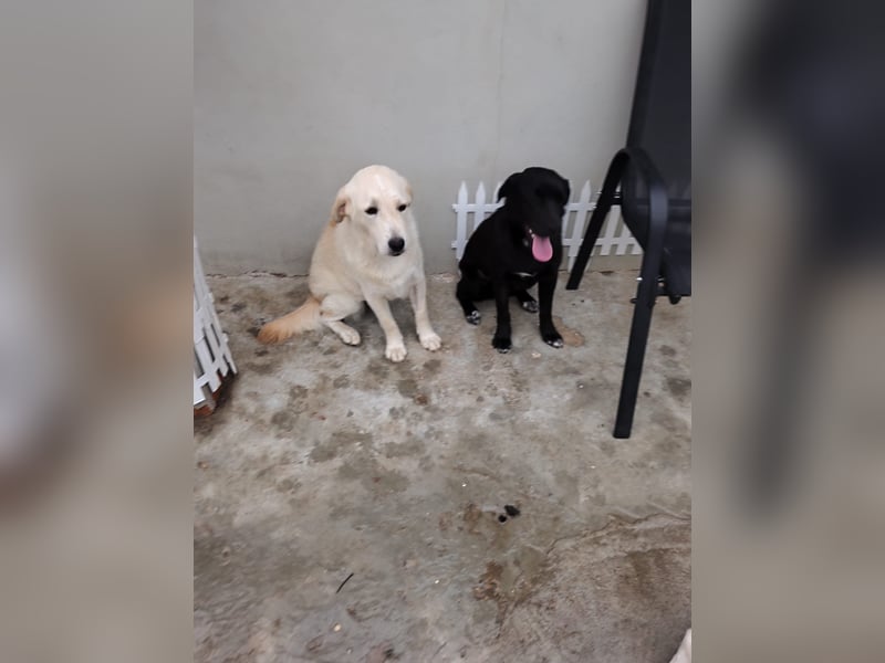 Mini- Labradorhündin Luna mag Kinder, Hunde, Katze, und möchte Rumänien schnell verlassen