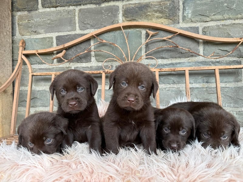Labrador Welpen