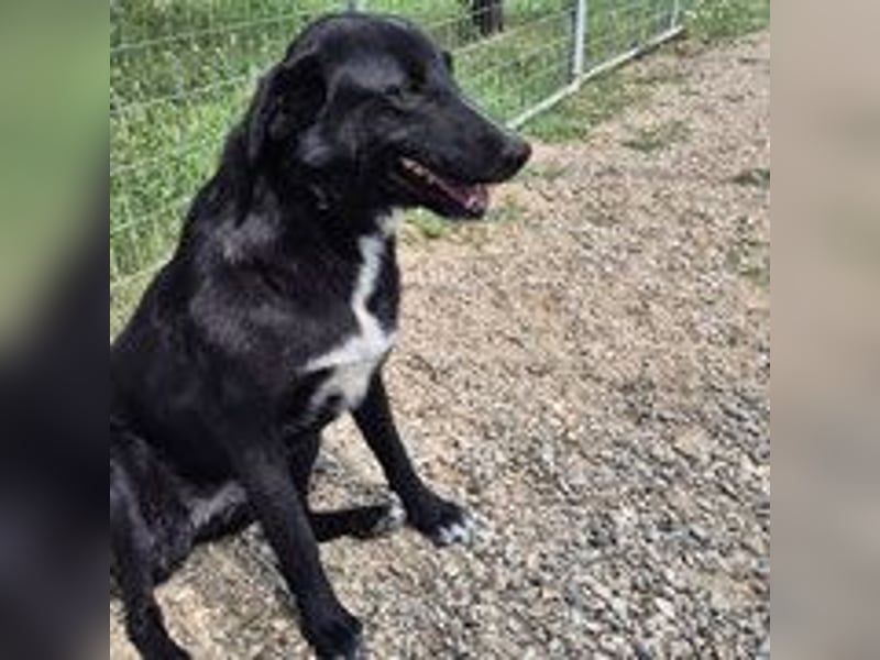 Sofia - menschenbezogene Schmusebacke