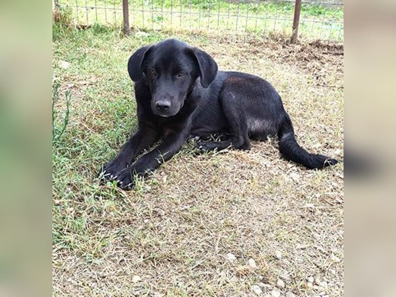 Marko - Welpchen sucht Zuhause