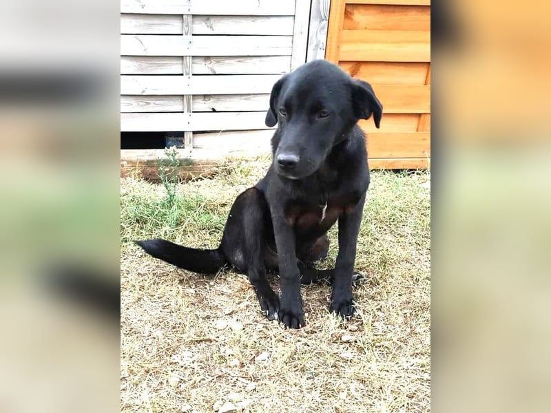 Marko - Welpchen sucht Zuhause