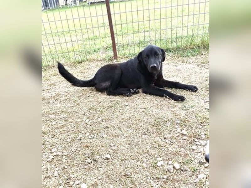 Marko - Welpchen sucht Zuhause