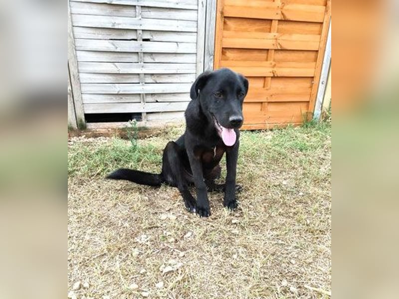 Marko - Welpchen sucht Zuhause