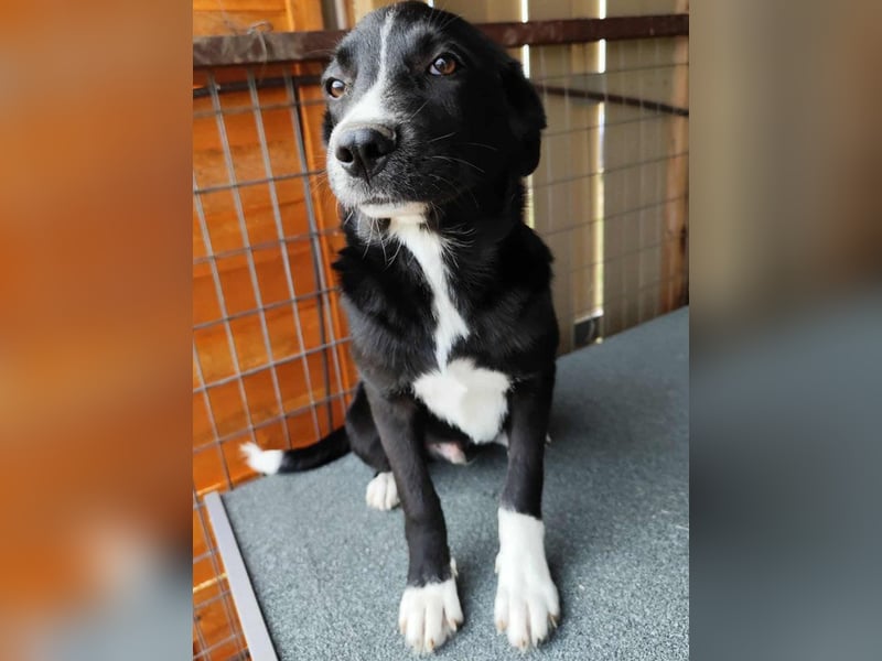 Dino - bezauberndes Hundekind