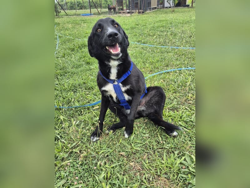 Sofia - menschenbezogene Schmusebacke