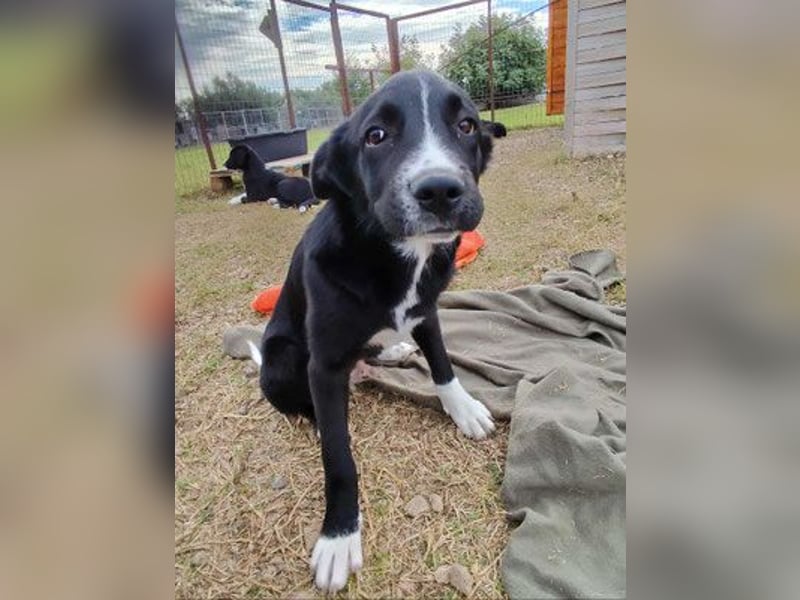 Dino - bezauberndes Hundekind