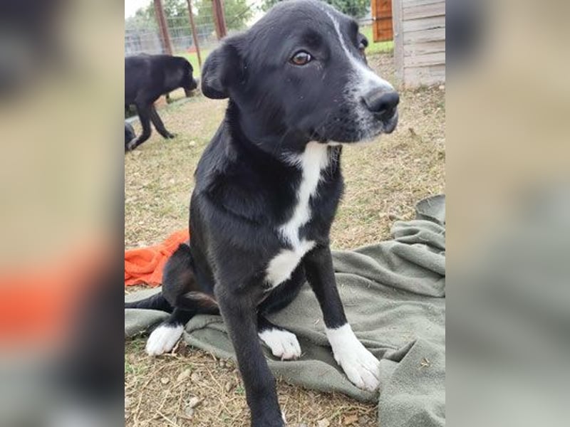 Dino - bezauberndes Hundekind