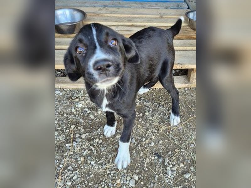 Dino - bezauberndes Hundekind