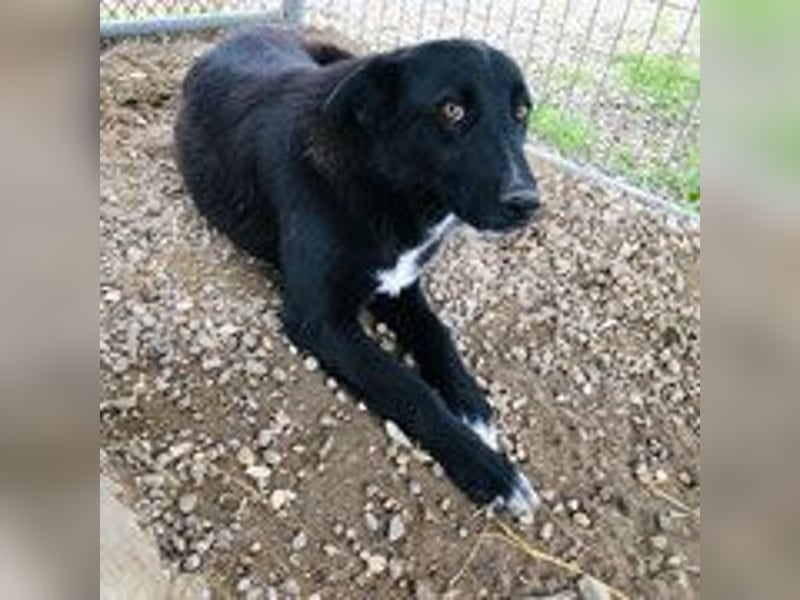 Sofia - menschenbezogene Schmusebacke