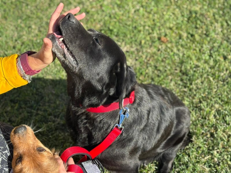 Labrador Dame Contessa