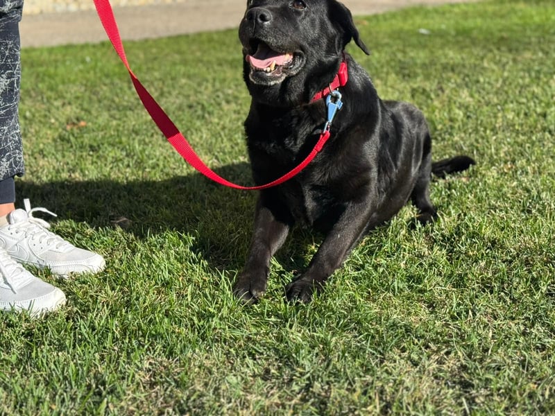 Labrador Dame Contessa