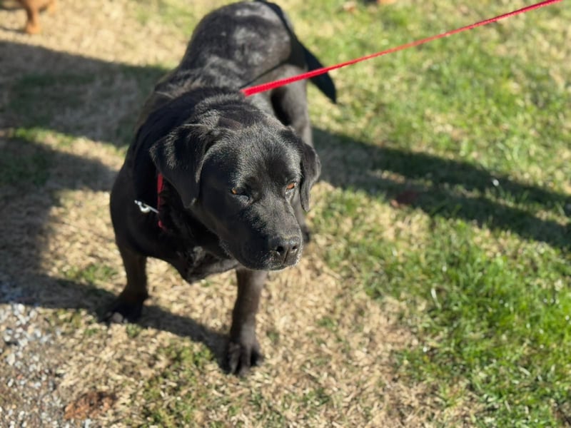 Labrador Dame Contessa