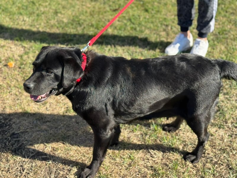 Labrador Dame Contessa