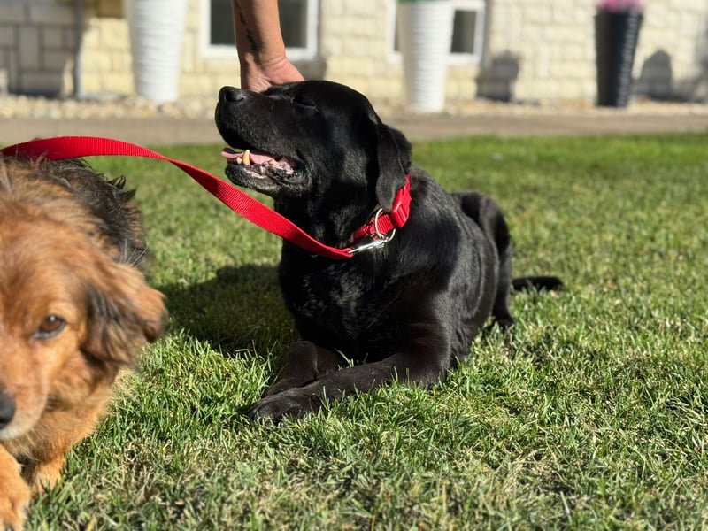 Labrador Dame Contessa