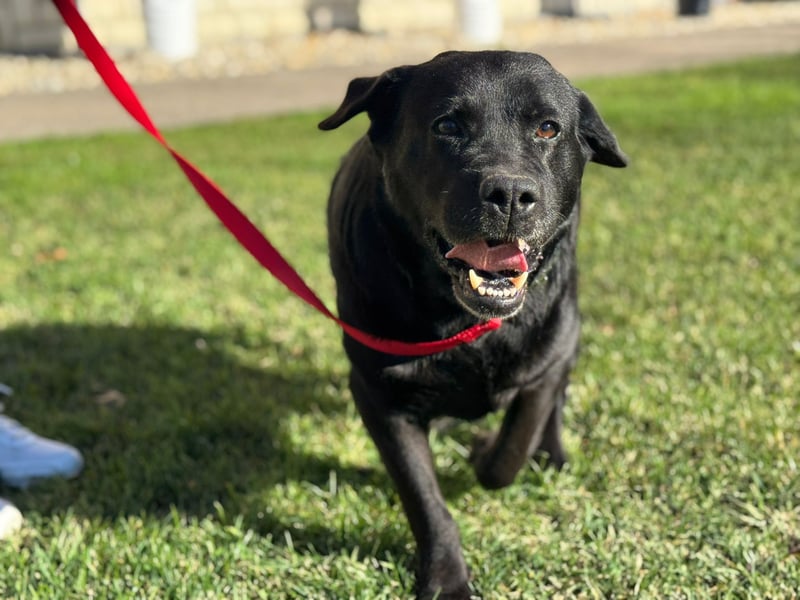 Labrador Dame Contessa