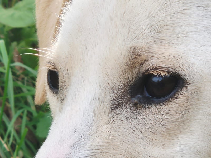 Lea – blonde Labradorretrivermischlingshündin