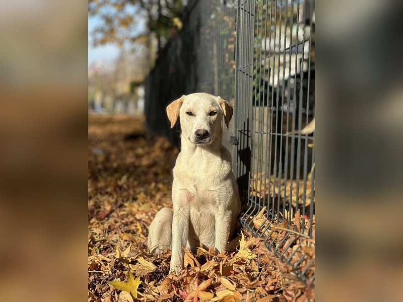 Lea – blonde Labradorretrivermischlingshündin