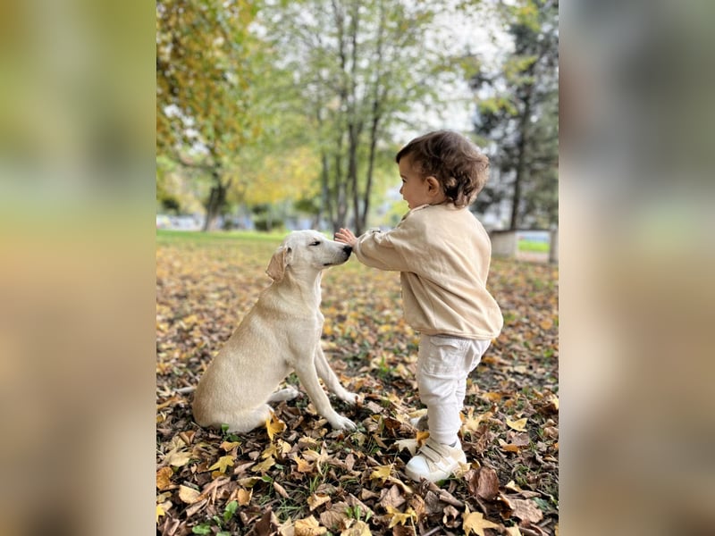 Lea – blonde Labradorretrivermischlingshündin