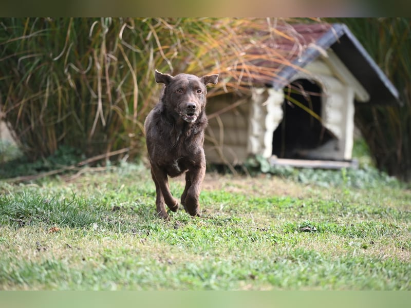 Toni - Labrador Schoko sucht sein Zuhause