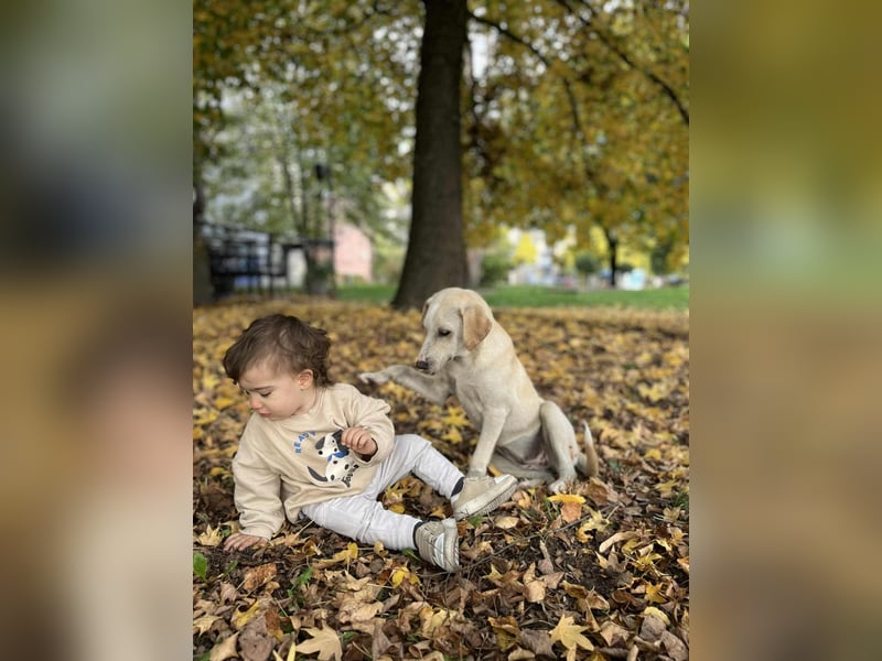 Lea – blonde Labradorretrivermischlingshündin
