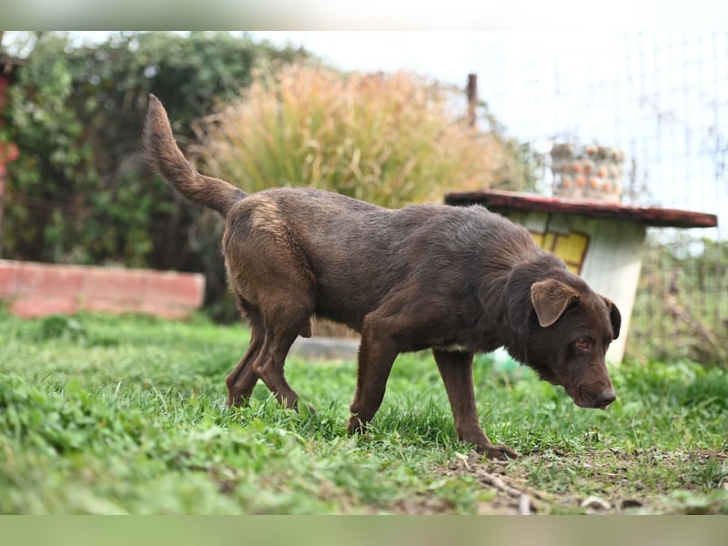 Toni - Labrador Schoko sucht sein Zuhause