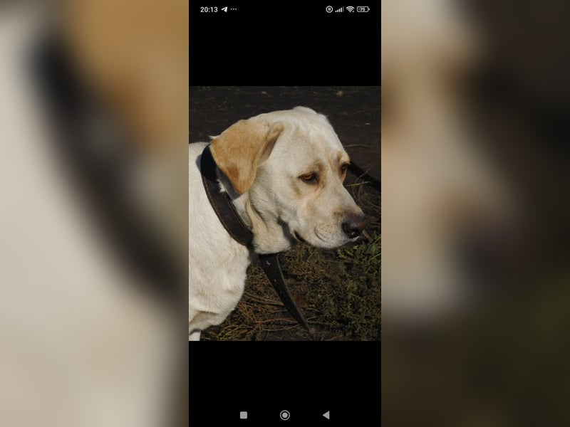 Unser besonderer  Labrador Mike sucht sein Zuhause.