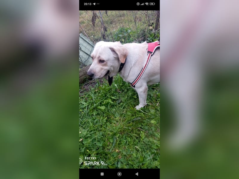 Unser besonderer  Labrador Mike sucht sein Zuhause.