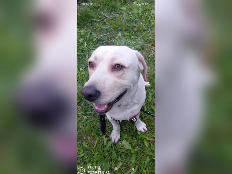 Unser besonderer  Labrador Mike sucht sein Zuhause.