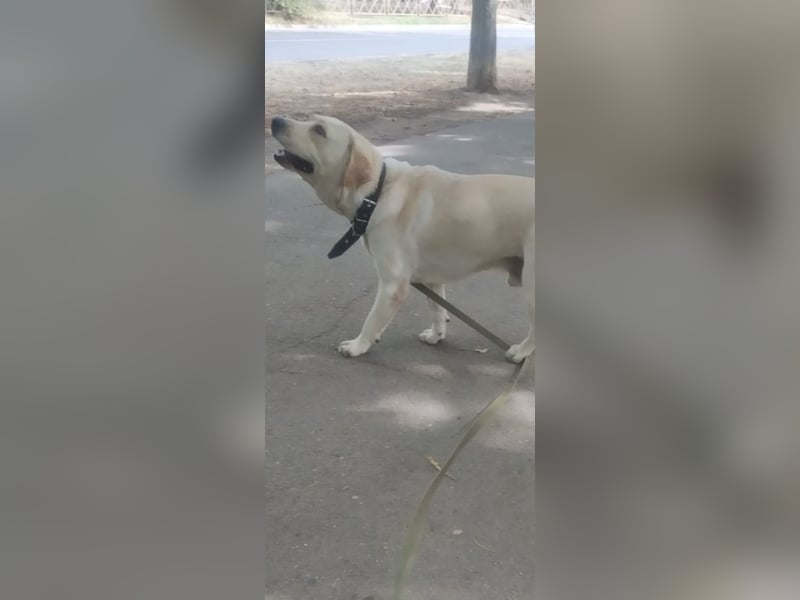 Unser besonderer  Labrador Mike sucht sein Zuhause.