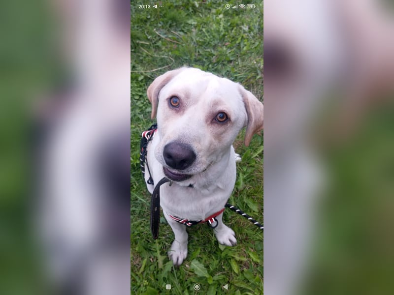 Unser besonderer  Labrador Mike sucht sein Zuhause.