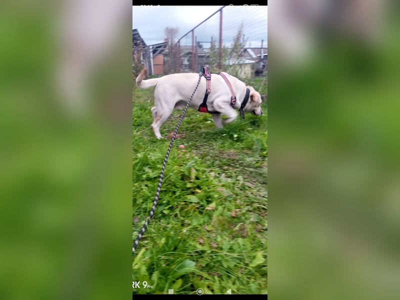 Unser besonderer  Labrador Mike sucht sein Zuhause.