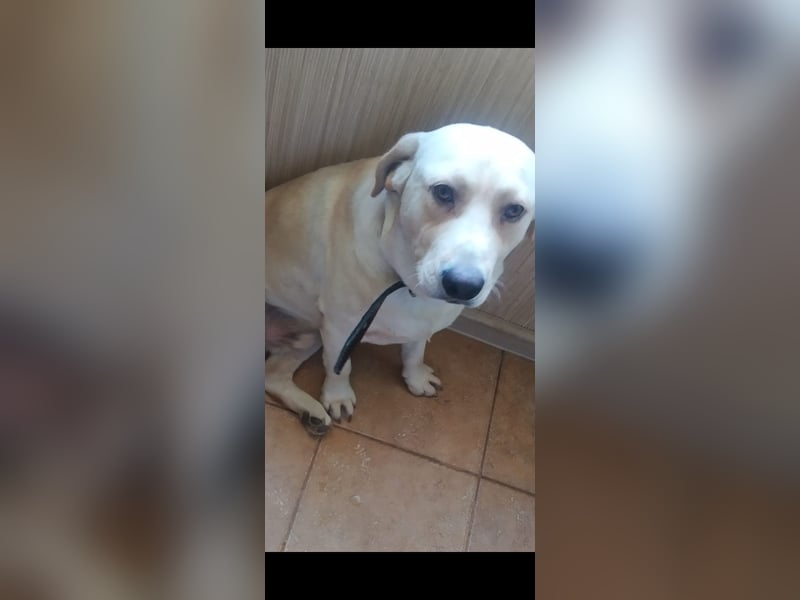 Unser besonderer  Labrador Mike sucht sein Zuhause.