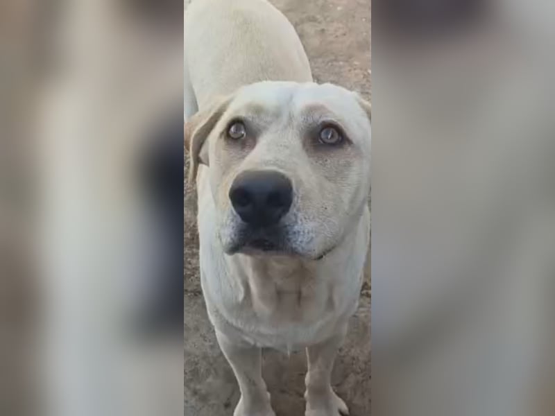 Unser besonderer  Labrador Mike sucht sein Zuhause.