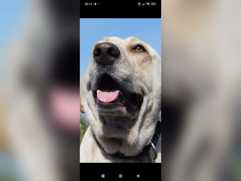 Unser besonderer  Labrador Mike sucht sein Zuhause.